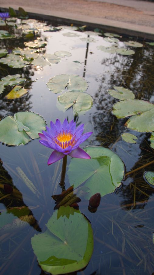 Nénuphar en fleur