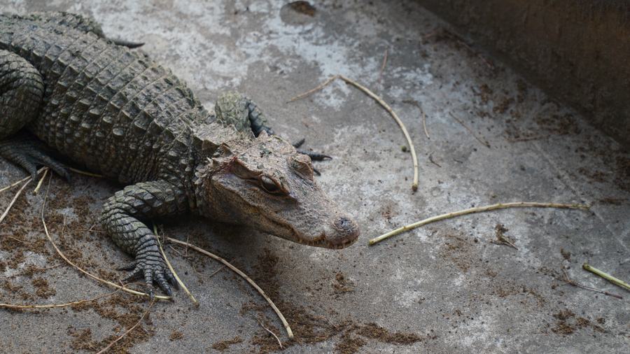 Le crocodile du bassin