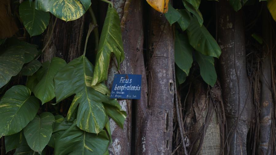 Ficus aux racines aériennes