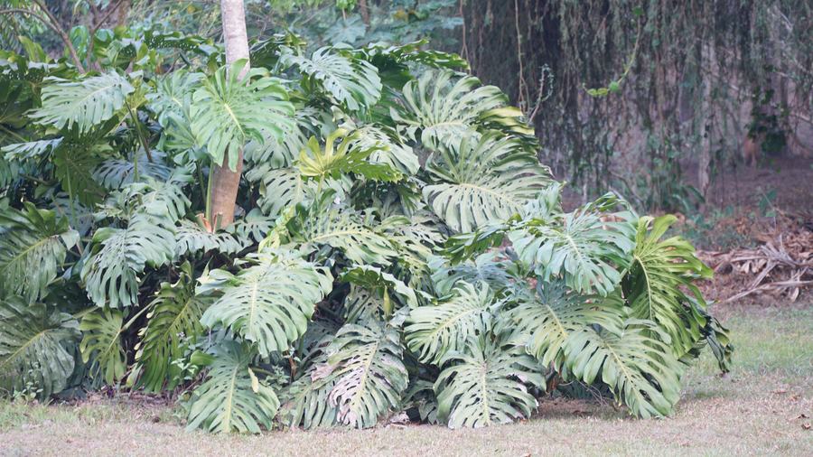 Massif de philodendrons