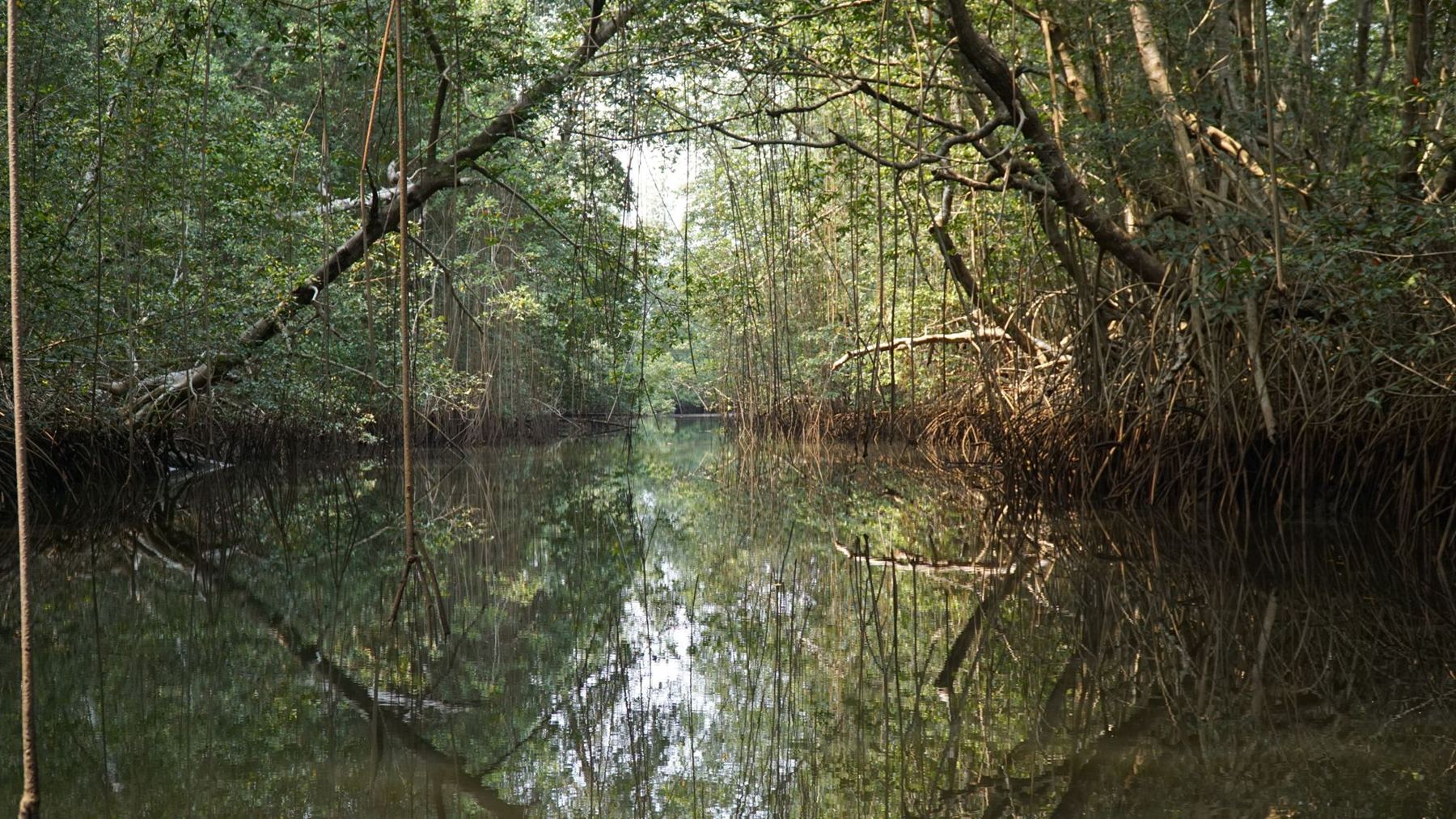 Chenal sous la canopée de la mangrove, près de Banana