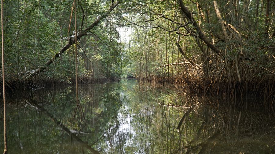 Le Parc Marin des Mangroves
