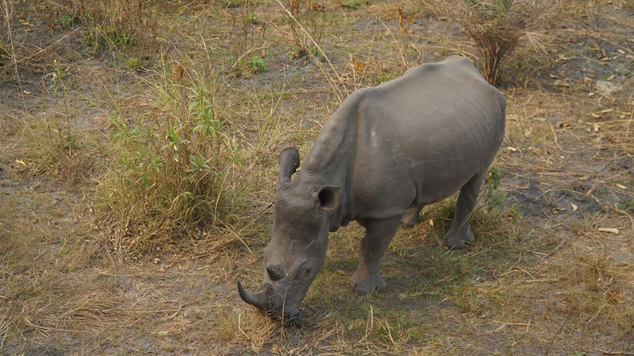 Un rhinocéros